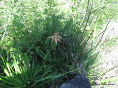 Aloe cooperi