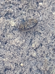 Biomphalaria obstructa