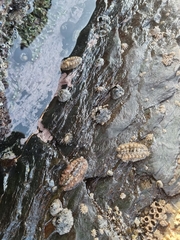 Acanthochitona garnoti