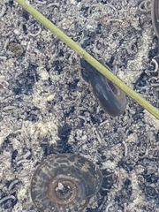 Biomphalaria obstructa