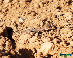 Rhinogekko misonnei
