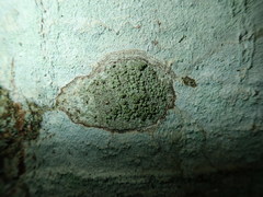 Buellia griseovirens