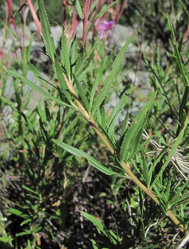 Chamaenerion colchicum