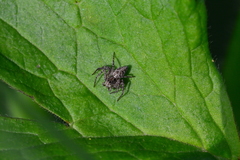 Oxyopes heterophthalmus