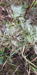 Artemisia sericea