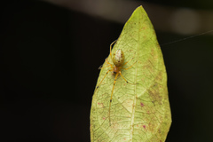 Mesida culta