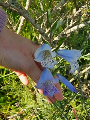 Gladiolus caeruleus