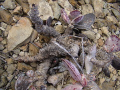Adromischus maculatus