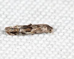 Mompha solomoni