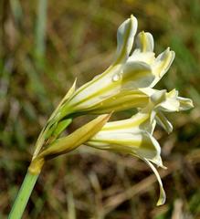 Cyrtanthus loddigesianus