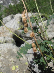 Hedysarum caucasicum