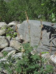 Hedysarum caucasicum