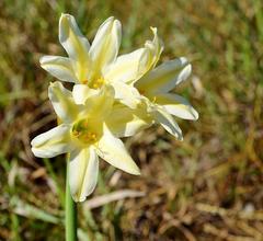 Cyrtanthus loddigesianus