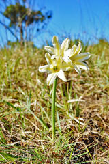 Cyrtanthus loddigesianus