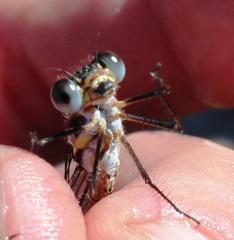 Chlorolestes conspicuus