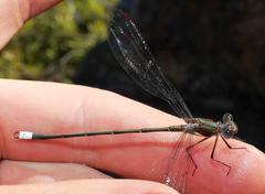 Chlorolestes conspicuus