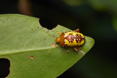 Podontia congregata