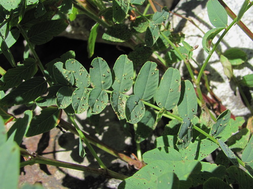 Hedysarum caucasicum