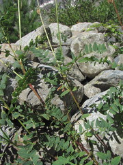 Hedysarum caucasicum