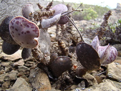 Adromischus maculatus