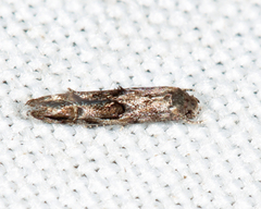 Mompha solomoni