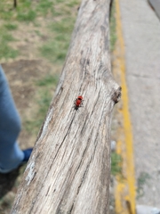 Dasymutilla erythrina