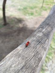 Dasymutilla erythrina
