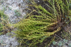 Scrophularia cretacea