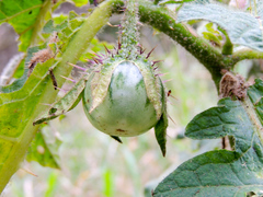 Solanum dasyphyllum