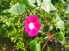 Ipomoea purpurea