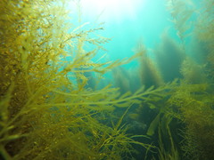 Sargassum horneri