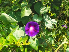 Ipomoea purpurea
