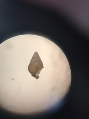 Potamopyrgus antipodarum