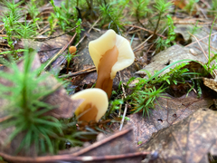 Spathulariopsis velutipes