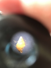 Potamopyrgus antipodarum