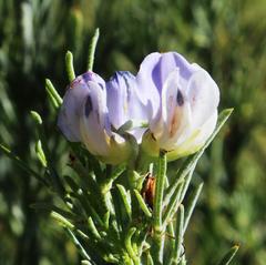 Psoralea verrucosa