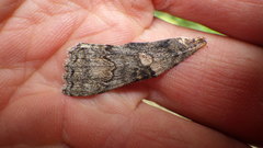 Catocala nupta