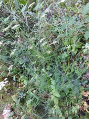 Selinum broteroi