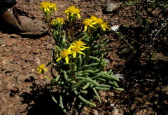 Senecio sarcoides