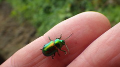 Chrysolina graminis