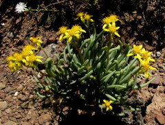 Senecio sarcoides