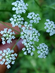 Selinum broteroi