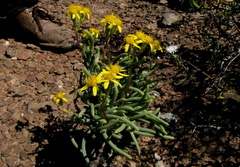 Senecio sarcoides