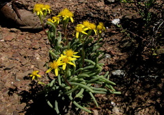 Senecio sarcoides