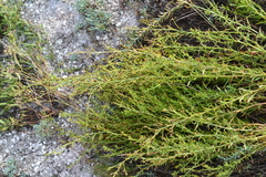 Scrophularia cretacea