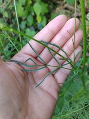 Selinum broteroi