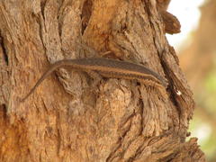 Trachylepis spilogaster