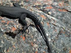 Hemicordylus capensis
