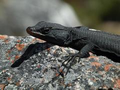 Hemicordylus capensis