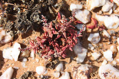 Crassula capitella thyrsiflora